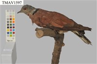 藏品(紅鳩)的圖片